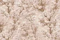 A close-up of a23804 | 10 Meter x 21 Inches Florals Look Wallpaper -57.41 Sq. Ft.  available at Material Depot in Bangalore