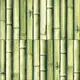 Bamboo Teal