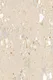 Avorio