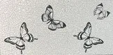 Highlighter Digital Wall Tile TL 05406 B Botanica Fly Decor 2 ft x 1 ft Ceramic Glossy Finish - 9 mm | Suitable For Living Room, Dining & Bathroom Walls | Image 1