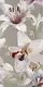 Floral Wall Tile TL 06306 B Florelle Lily Bloom 4 ft x 2 ft Vitrified Lustera Effect Feather Feel Matte Finish - 9 mm | Suitable for Living Room, Bedroom & Bathroom | Image 1