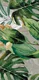 Tropical Florals Tile TL 07545 Monstera Grey Decor 4 ft x 2 ft Vitrified Matte Finish - 9 mm | Iamge 01
