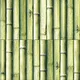 Bamboo Teal