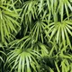 N-5001-1 | 10 Meter x 21 Inches Nature look Wallpaper - 57.41 Sq. Ft. Image 01