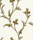 RD2901 | 10 Meter x 21 Inch PVC Florals Look Wallpaper - 57 Sq. Ft. Image 01