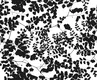 A close-up of a PHM008-2 | Modern Series Florals Look 52 inches Economy Paper (Customized Size Wallpaper) available at Material Depot in Bangalore