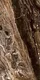 A close-up of aMarble Wall & Floor Tile TL 06397 Marlinga Choco A 4 ft x 2 ft Vitrified Glossy Finish - 9 mm | Suitable for Living Room, Bedroom & Bathroom with a Glossy finish available at Material Depot in Bangalore